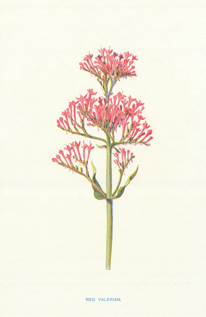 Red Valerian. Wild Flowers by Frederick Edward Hulme c1895 old antique print